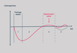 Vier Phasen der Superkompensation Grafik